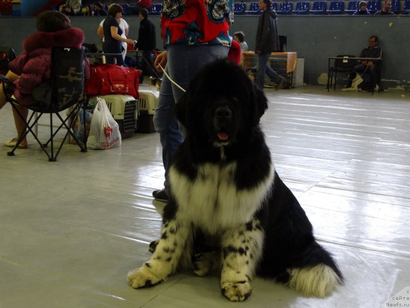 Фото: ньюфаундленд Сент Джонс Гламур Леди (Sent Djons Glamour Lady)