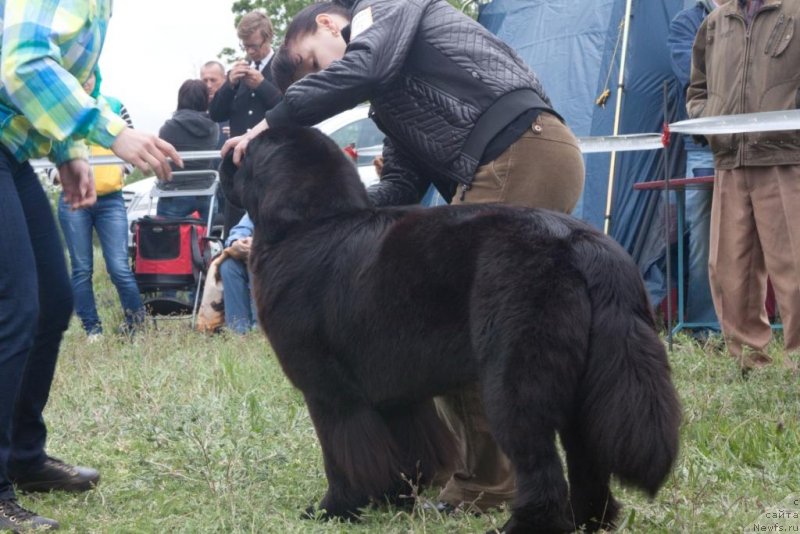 Фото: ньюфаундленд Бегущая по Волнам Елегант Елизабетх