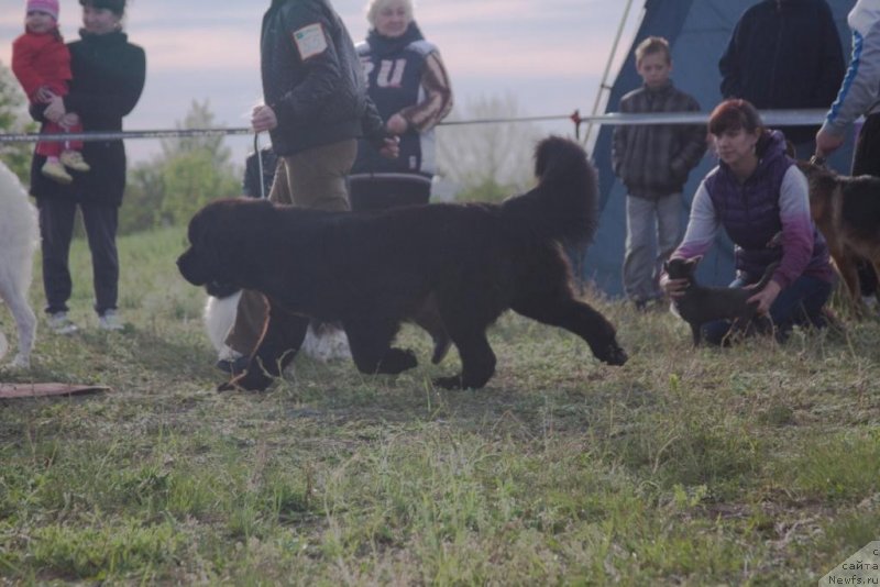 Фото: ньюфаундленд Бегущая по Волнам Елегант Елизабетх