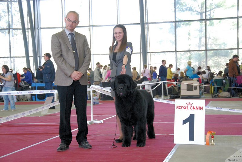 Фото: ньюфаундленд Аз Труэ Бегущая по Волнам Династия Совершенства (As True for Beguschaya po Volnam Dinastiya Soverchenstva), Маргарита Долотова