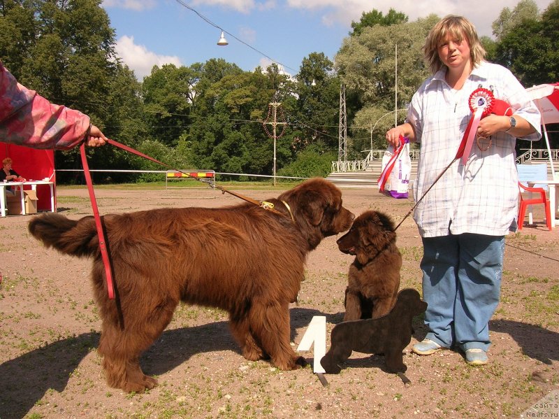 Фото: ньюфаундленд Смигар Ришель Леди Фортуна (Smigar Rishel Lady Fortuna), Наталья Малинина, ньюфаундленд Смигар Афанасий (Smigar Afanasiy)