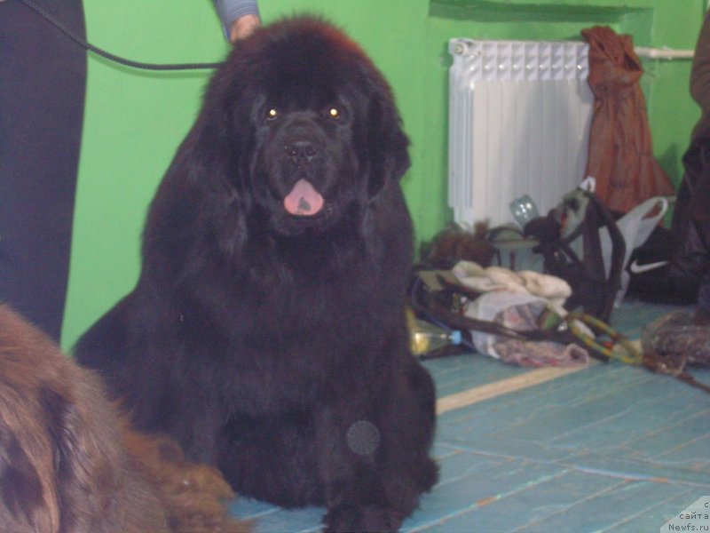 Фото: ньюфаундленд Анджело Орсо Сольвейг (Angelo Orso Solveig)