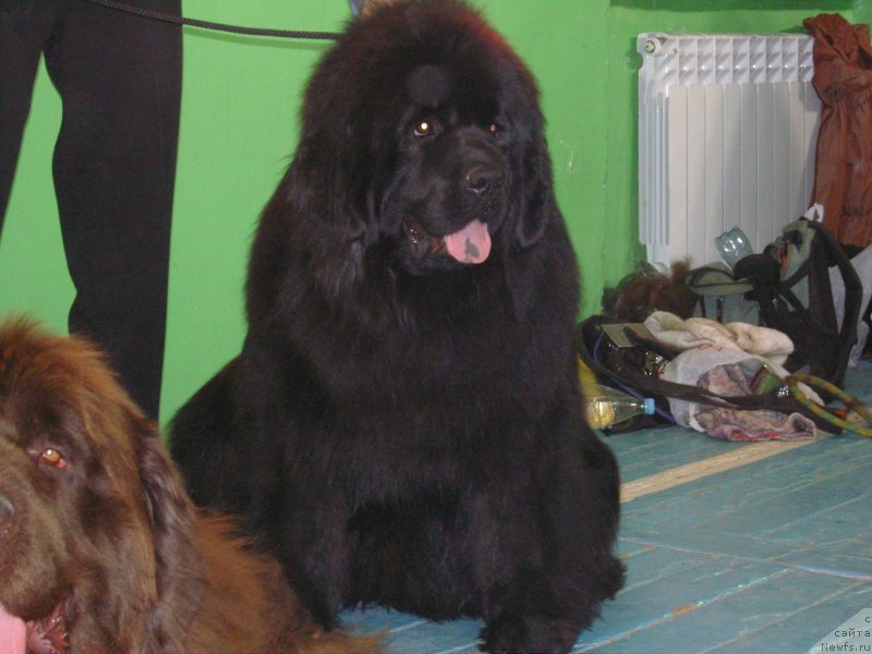 Фото: ньюфаундленд Анджело Орсо Сольвейг (Angelo Orso Solveig)