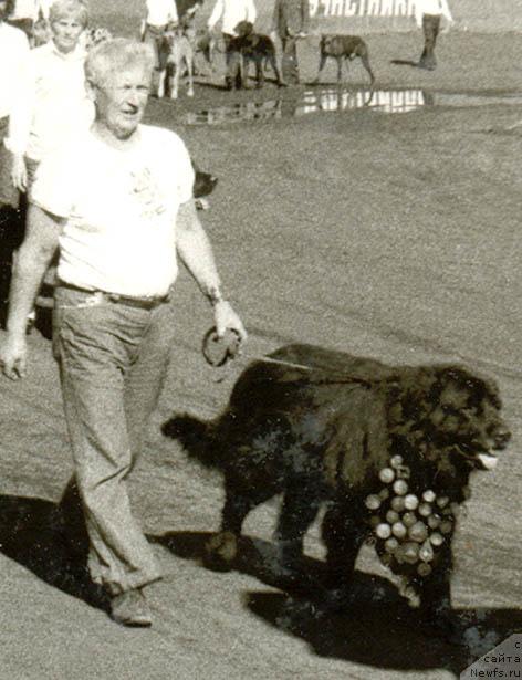 Фото: ньюфаундленд Забир Хан