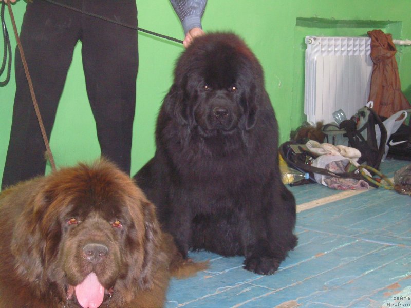 Фото: ньюфаундленд Анджело Орсо Альмира Афродита (Angelo Orso Allmira Afrodita), ньюфаундленд Анджело Орсо Сольвейг (Angelo Orso Solveig)