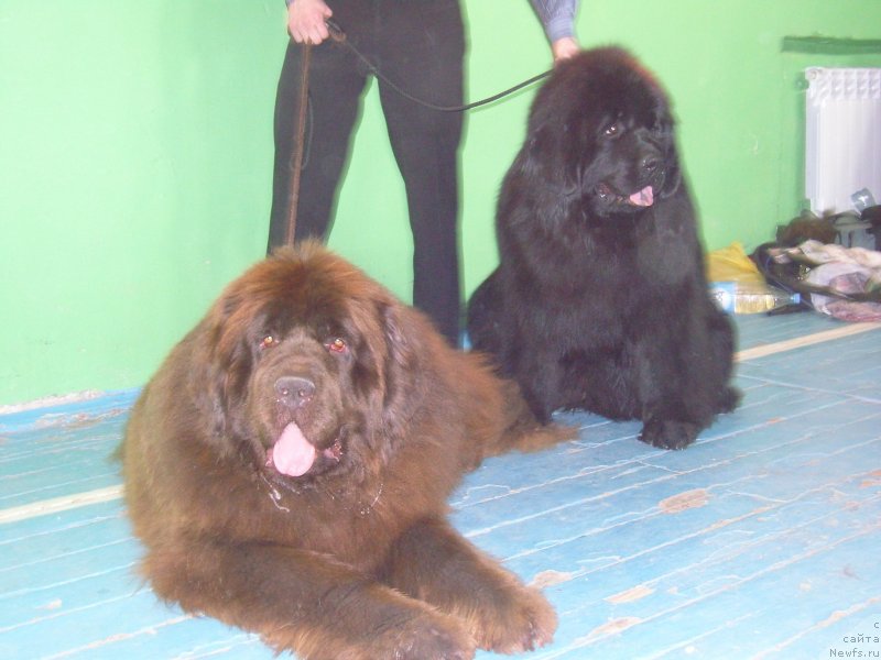 Фото: ньюфаундленд Анджело Орсо Альмира Афродита (Angelo Orso Allmira Afrodita), ньюфаундленд Анджело Орсо Сольвейг (Angelo Orso Solveig)