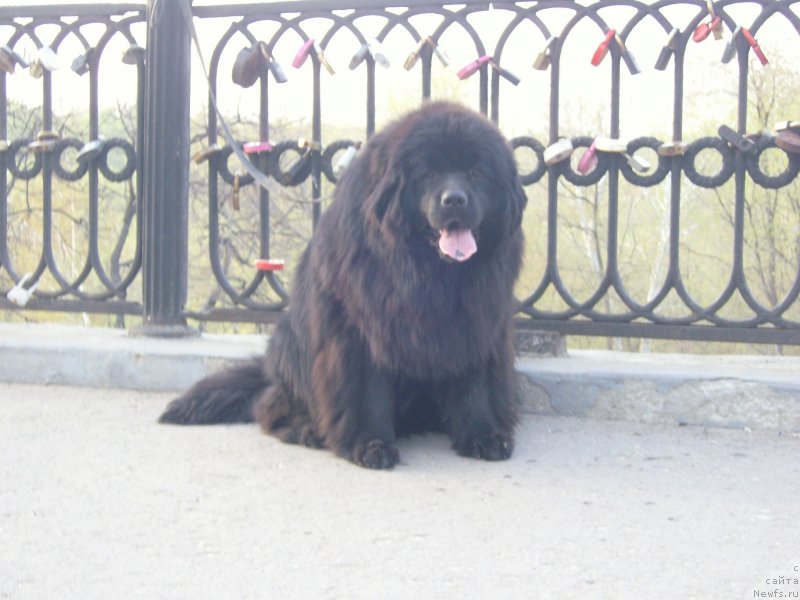 Фото: ньюфаундленд Анджело Орсо Сольвейг (Angelo Orso Solveig)