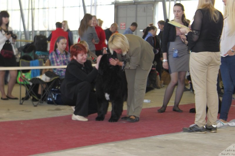 Фото: ньюфаундленд Супер Бизон Лилимэн (Super Bizon Liliman)