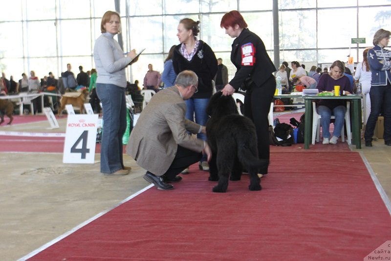 Фото: ньюфаундленд Супер Бизон Лилимэн (Super Bizon Liliman)