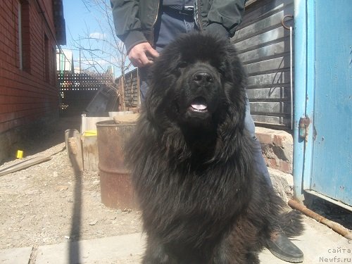 Фотография № 152020