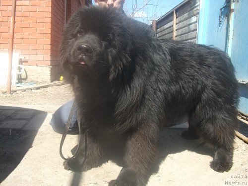 Фотография № 152022