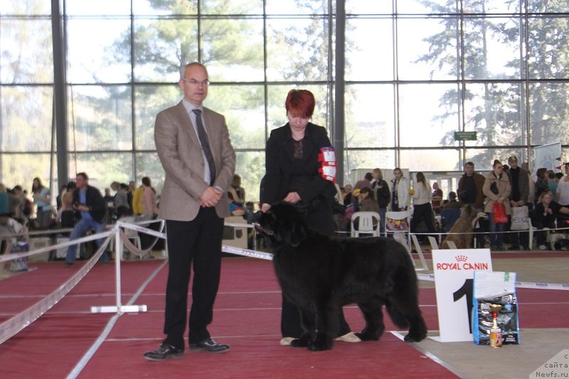 Фото: ньюфаундленд Лунная Соната Для Елены Гранд Бэби