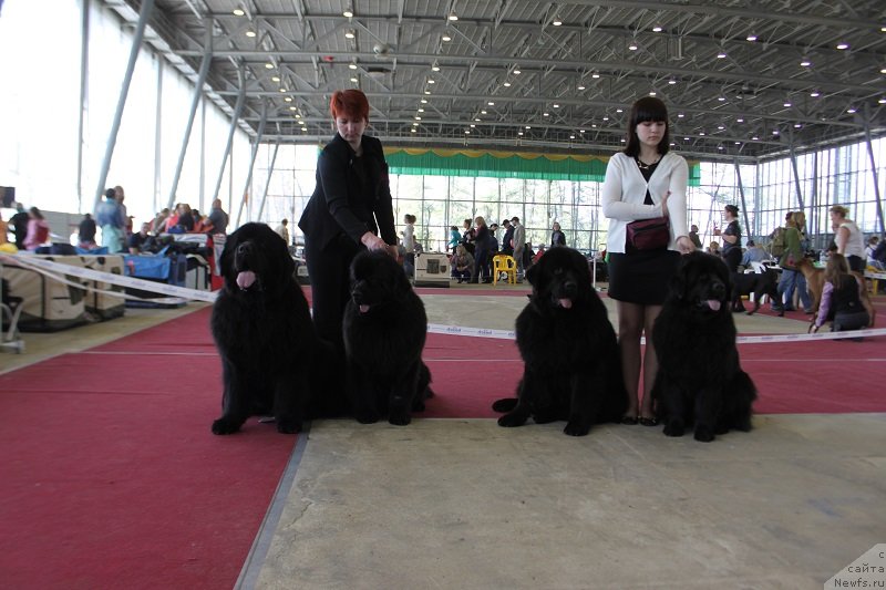 Фото: ньюфаундленд Матвей с Берега Дона (Matvey s Berega Dona), ньюфаундленд Лунная Соната Для Елены Гранд Бэби, ньюфаундленд Ласковый и Нежный Бриз, ньюфаундленд Лепесток Лилии