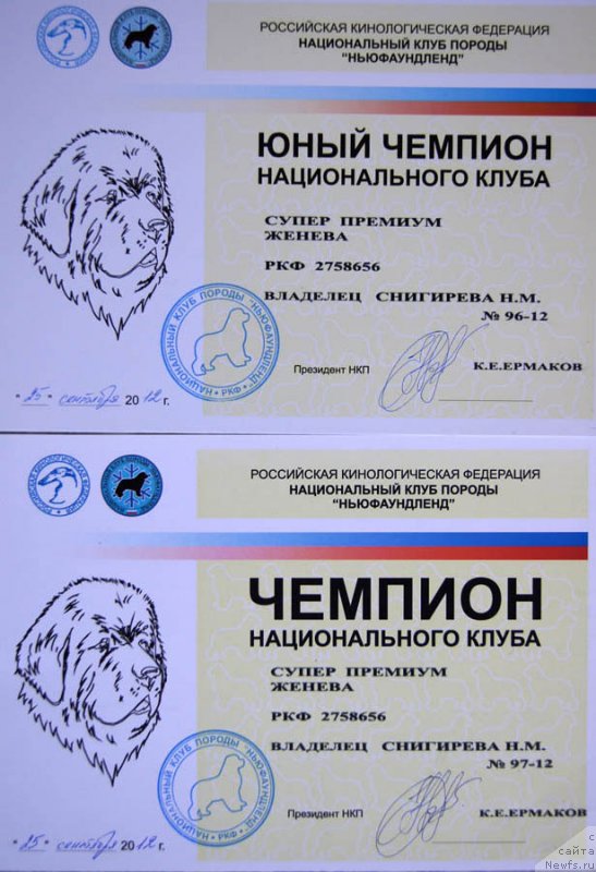 Фото: ньюфаундленд Супер Премиум Женева (Super Premium Zheneva)