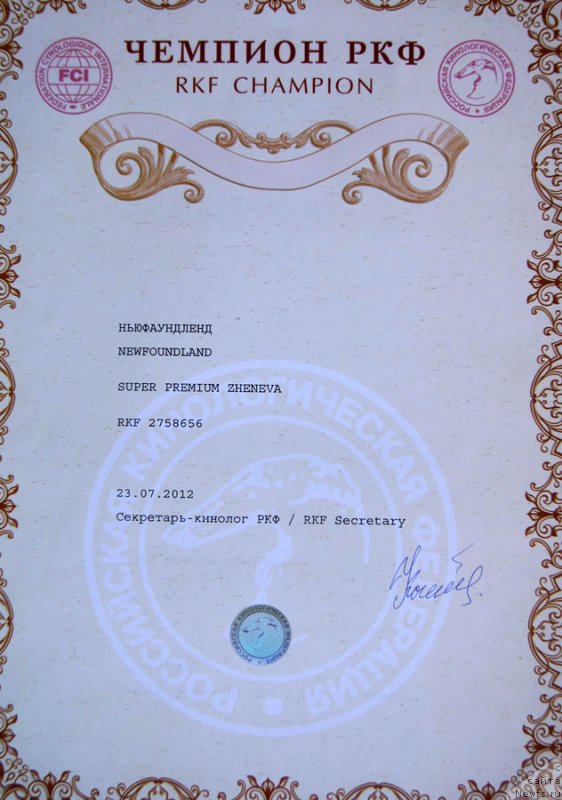 Фото: ньюфаундленд Супер Премиум Женева (Super Premium Zheneva)