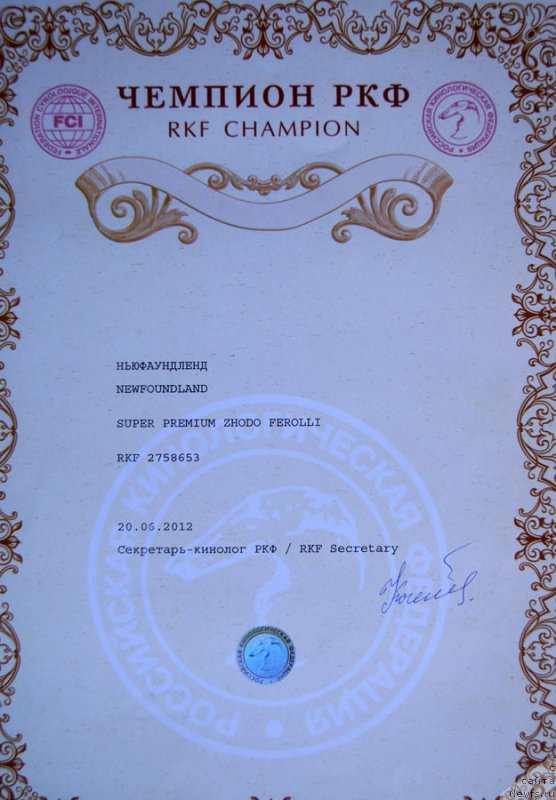 Фото: ньюфаундленд Супер Премиум Жодо Феролли (Super Premium Zhodo Ferolli)