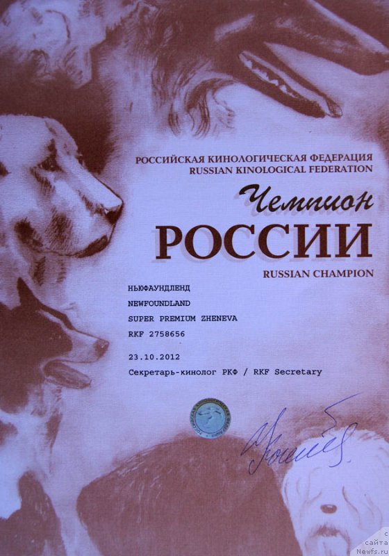 Фото: ньюфаундленд Супер Премиум Женева (Super Premium Zheneva)