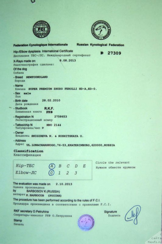 Фото: ньюфаундленд Супер Премиум Жодо Феролли (Super Premium Zhodo Ferolli)