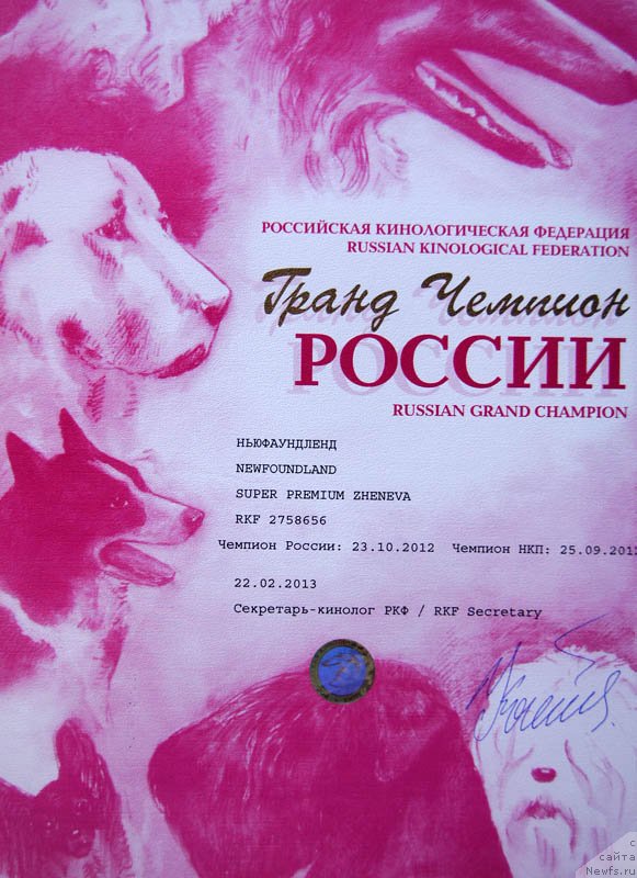 Фото: ньюфаундленд Супер Премиум Женева (Super Premium Zheneva)