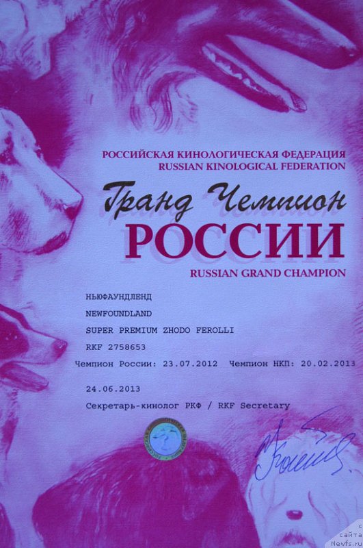 Фото: ньюфаундленд Супер Премиум Жодо Феролли (Super Premium Zhodo Ferolli)