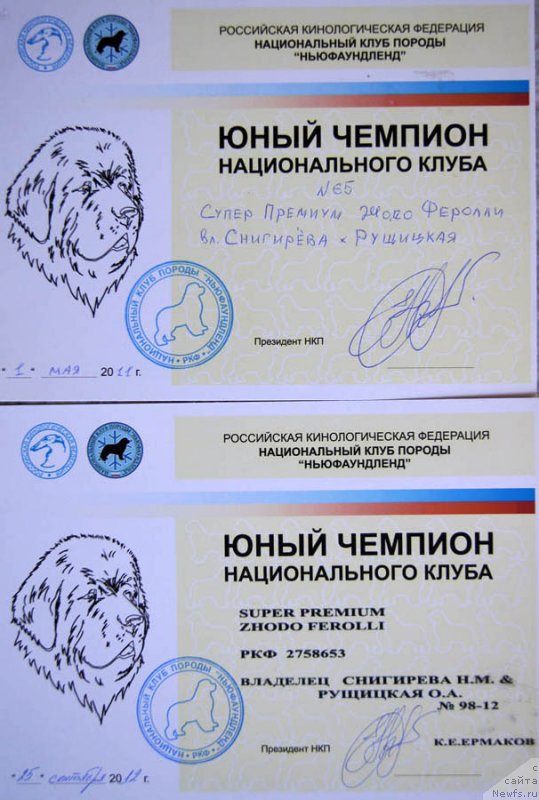 Фото: ньюфаундленд Супер Премиум Жодо Феролли (Super Premium Zhodo Ferolli)