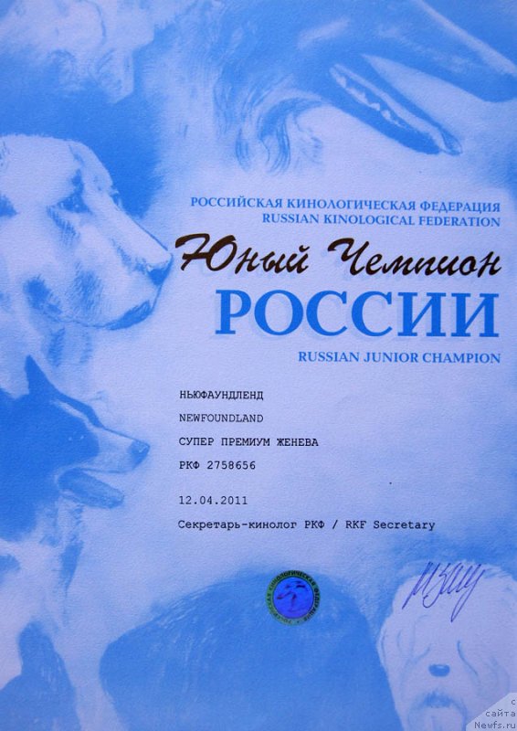 Фото: ньюфаундленд Супер Премиум Женева (Super Premium Zheneva)