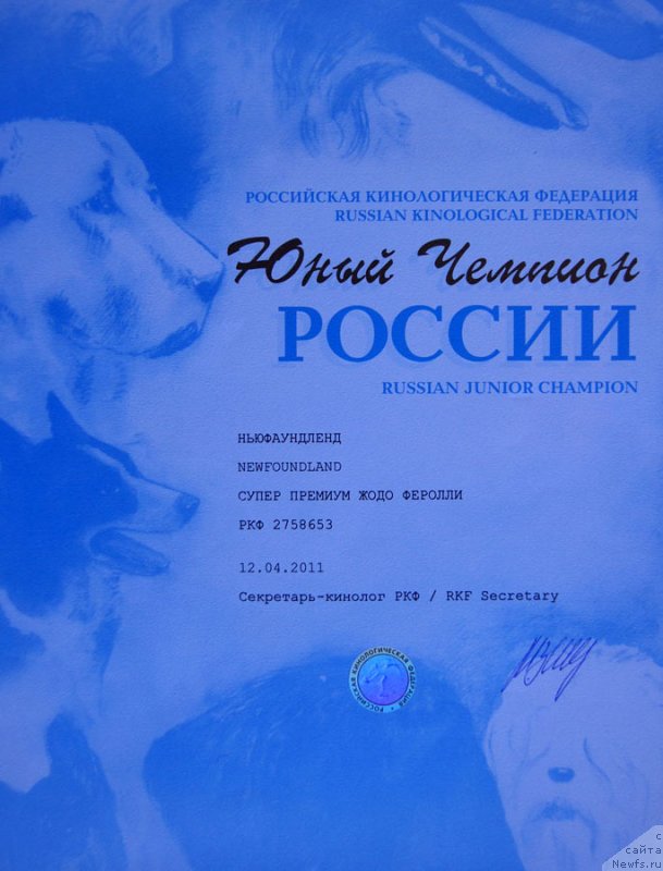 Фото: ньюфаундленд Супер Премиум Жодо Феролли (Super Premium Zhodo Ferolli)