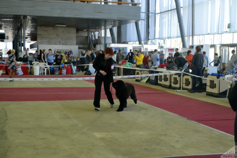 Фото: ньюфаундленд Супер Бизон Лилимэн (Super Bizon Liliman)