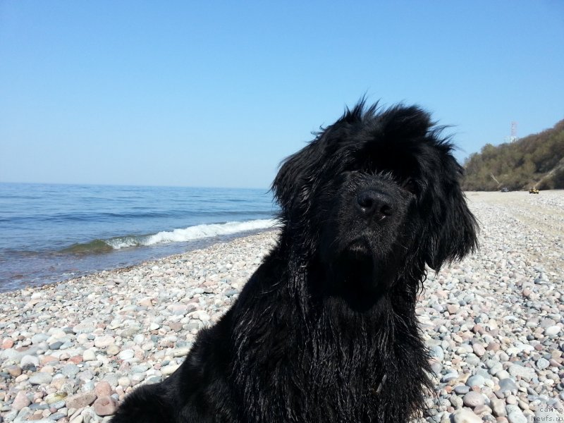 Фото: ньюфаундленд Росинка Искрящаяся от Сибирского Медведя