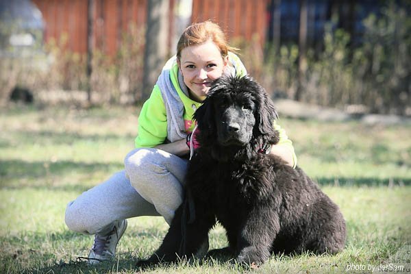 Фото: ньюфаундленд Эволюция из Антаграда