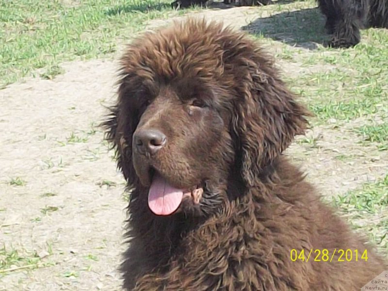 Фото: ньюфаундленд Ньюфорт Ю'Северино