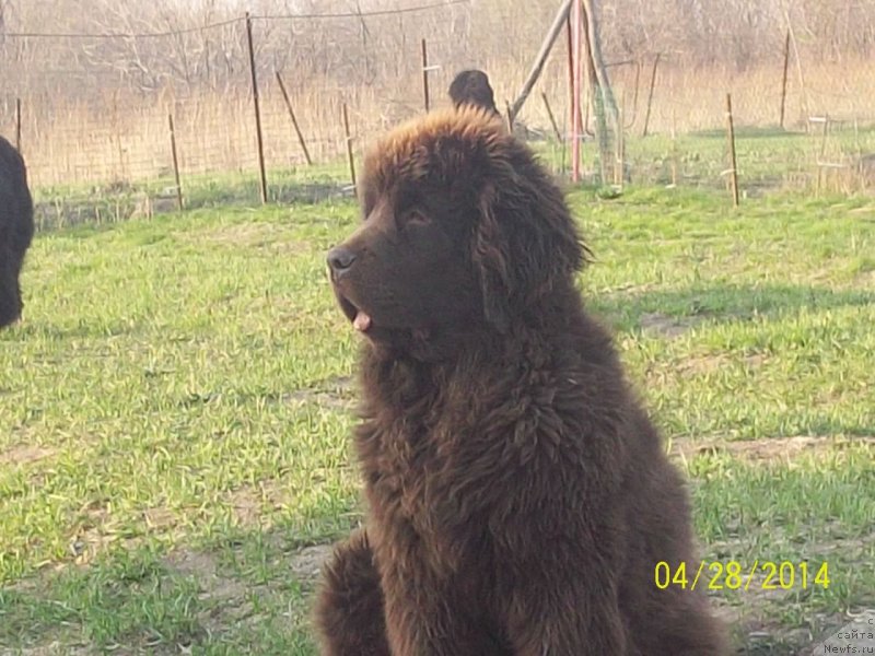 Фото: ньюфаундленд Ньюфорт Ю'Северино