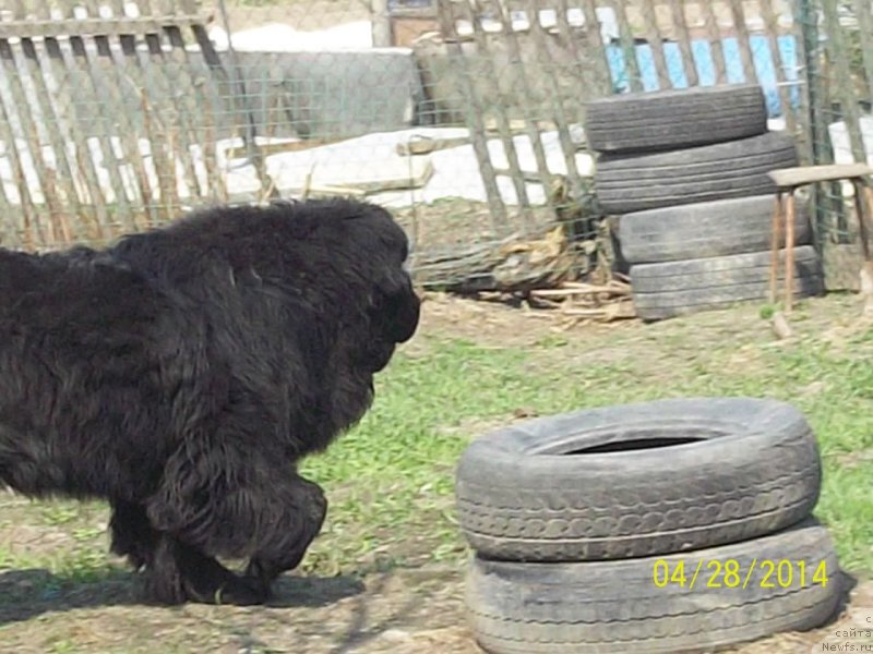 Фото: ньюфаундленд Супер Премиум Нао Дел Трато