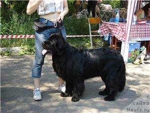 Фото: ньюфаундленд Росинка Искрящаяся от Сибирского Медведя