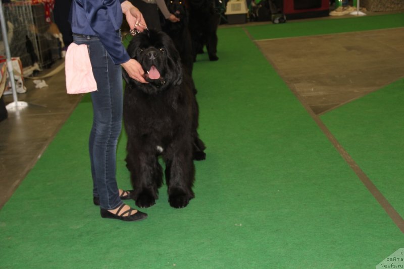 Фото: ньюфаундленд Альфа Таури Династия Совершенства (Аlpha Tauri Dinastiya Soverchenstva)