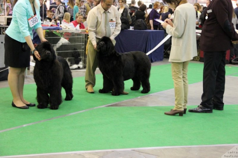 Фото: ньюфаундленд Ursinus Velutus Mission Impossible, ньюфаундленд Бегущая по Волнам Хаста ла Виста (Beguschaya po Volnam Hasta la Vista)
