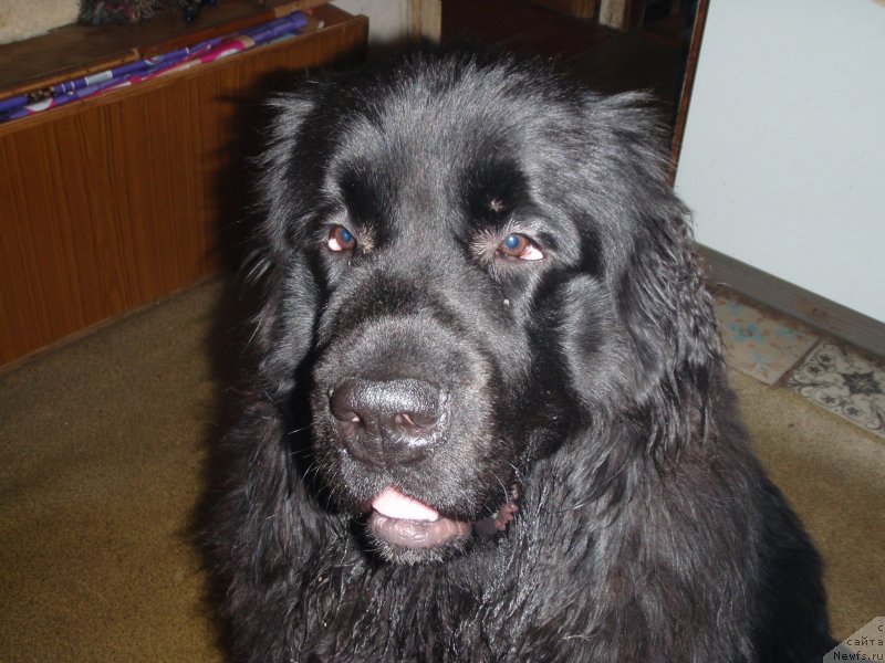 Фото: ньюфаундленд Алекс Завоеватель Сердец