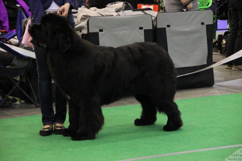 Фото: ньюфаундленд Альфа Таури Династия Совершенства (Аlpha Tauri Dinastiya Soverchenstva)