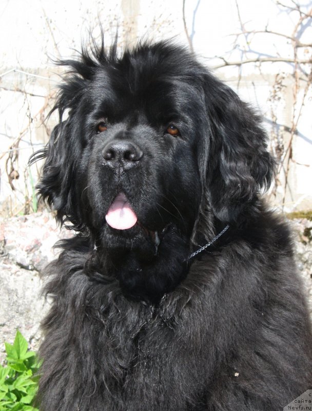 Фото: ньюфаундленд Фанньюф Тинкербель Сказочная Принцесса