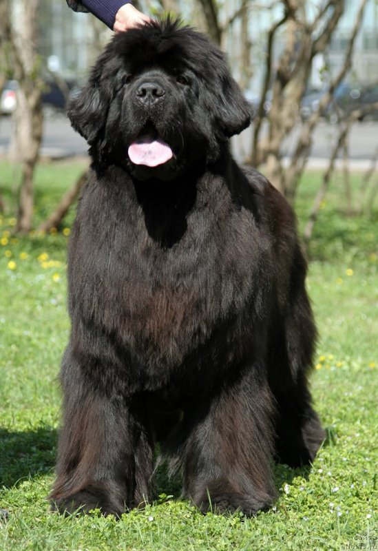 Фото: ньюфаундленд С'Нежная Вьюга Амороне Сартори (S'Nezhnaya Vjuga Amorone Sartori)