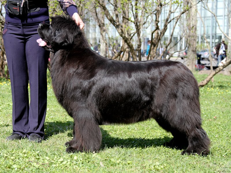 Фото: ньюфаундленд С'Нежная Вьюга Амороне Сартори (S'Nezhnaya Vjuga Amorone Sartori)