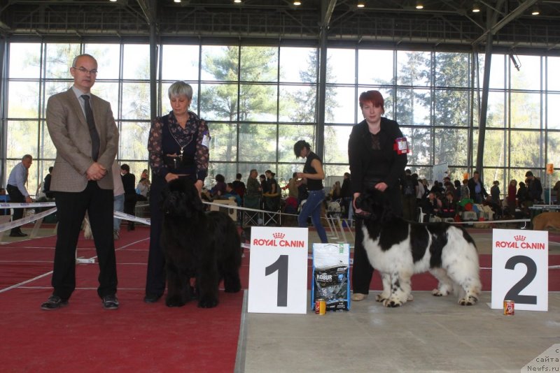 Фото: ньюфаундленд С'Нежная Вьюга Амороне Сартори (S'Nezhnaya Vjuga Amorone Sartori), Нина Базулина, ньюфаундленд Искушение Моей Души (Iskushenie Moey Dushi), Мария Лапина
