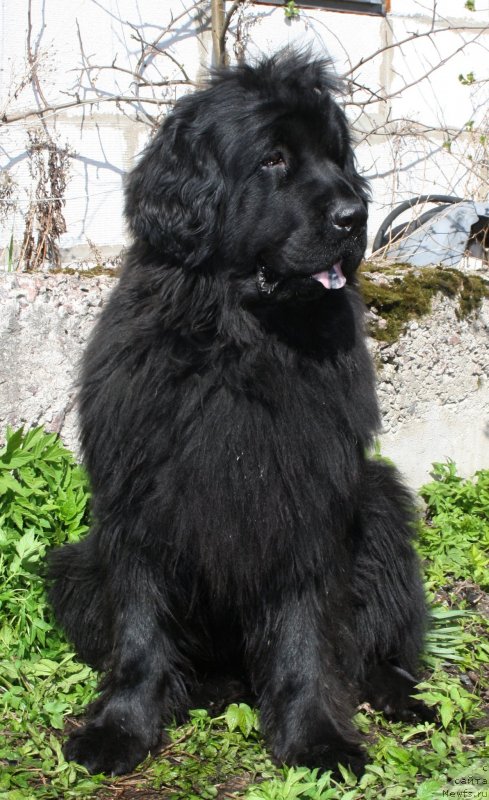 Фото: ньюфаундленд Фанньюф Улетная Девчонка (Funnewf Uletnaya Devchenka)