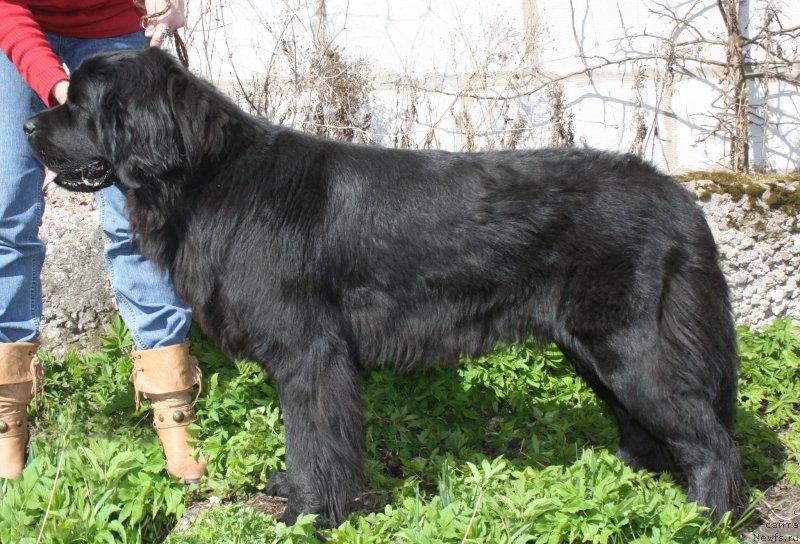 Фото: ньюфаундленд Фанньюф Терра Инкогнита