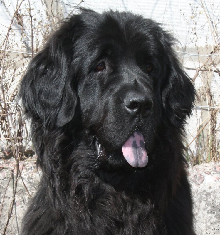 Фото: ньюфаундленд Фанньюф Терра Инкогнита