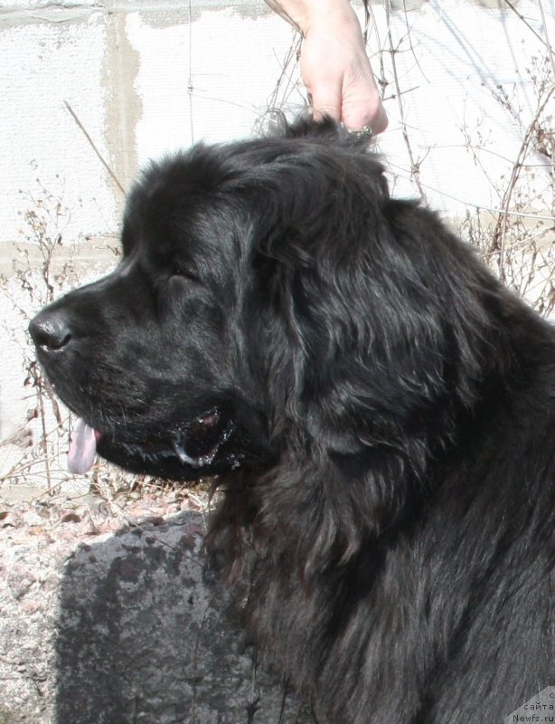 Фото: ньюфаундленд Фанньюф Терра Инкогнита