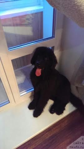 Фото: ньюфаундленд Фортис Дог Дайвер