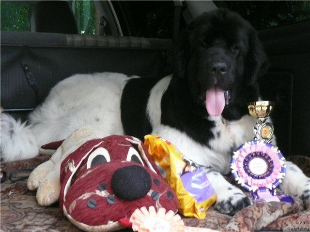 Фото: ньюфаундленд Плюшевая Панда Ла Белла