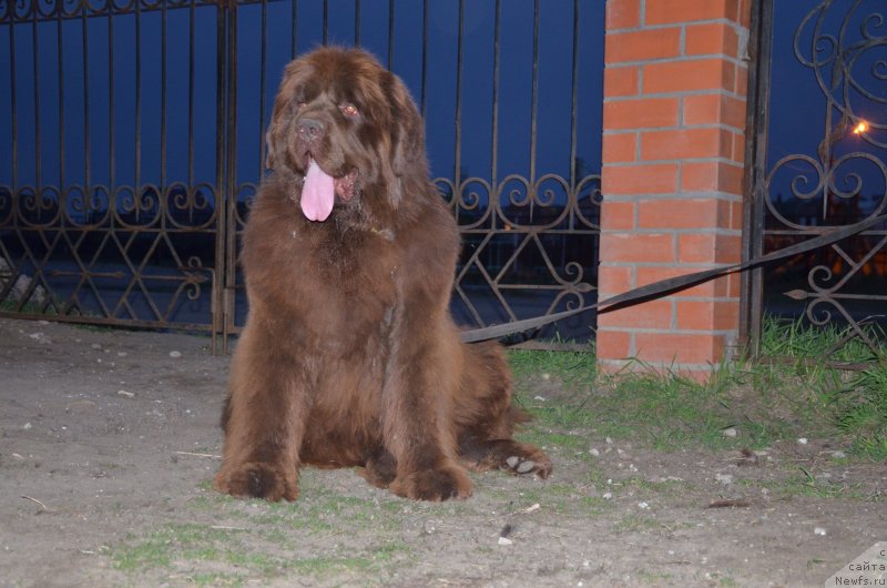 Фото: ньюфаундленд Анджело Орсо Альмира Афродита (Angelo Orso Allmira Afrodita)