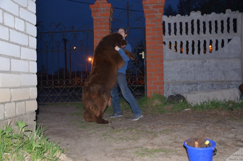 Фото: ньюфаундленд Анджело Орсо Альмира Афродита (Angelo Orso Allmira Afrodita)